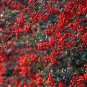 Pyracantha Fortuneana, Pyracantha Crenato Seed 1000 PCS, Huo Ji