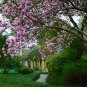 Purple Magnolia, Magnolia Liliiflora Seed 300 PCS, Mulan Magnolia Zi Yulan