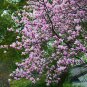 Purple Magnolia, Magnolia Liliiflora Seed 300 PCS, Mulan Magnolia Zi Yulan