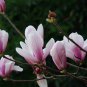 Purple Magnolia, Magnolia Liliiflora Seed 300 PCS, Mulan Magnolia Zi Yulan