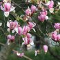 Purple Magnolia, Magnolia Liliiflora Seed 300 PCS, Mulan Magnolia Zi Yulan