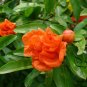 Punica Granatum, Pomegranate Seed 300 PCS, Shi Liu
