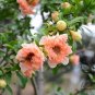 Punica Granatum, Pomegranate Seed 300 PCS, Shi Liu