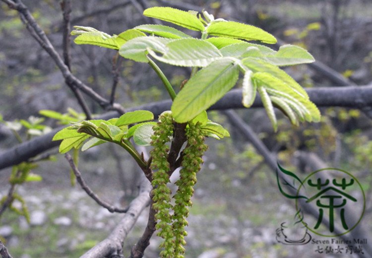Pterocarya Stenoptera, Chinese Wingnut Seed 300 PCS, Feng Yang