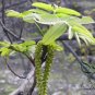 Pterocarya Stenoptera, Chinese Wingnut Seed 300 PCS, Feng Yang