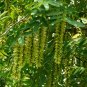 Pterocarya Stenoptera, Chinese Wingnut Seed 300 PCS, Feng Yang