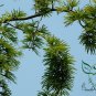 Pseudolarix Amabilis, Golden Larch Seed 500 PCS, Jin Qian Song