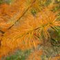 Pseudolarix Amabilis, Golden Larch Seed 500 PCS, Jin Qian Song