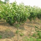 Prunus Yedoensis, Cerasus Yedoensis Seed 300 PCS, Riben Yinghua