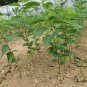 Prunus Yedoensis, Cerasus Yedoensis Seed 300 PCS, Riben Yinghua