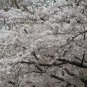 Prunus Yedoensis, Cerasus Yedoensis Seed 300 PCS, Riben Yinghua