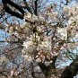 Prunus Yedoensis, Cerasus Yedoensis Seed 300 PCS, Riben Yinghua