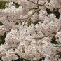 Prunus Yedoensis, Cerasus Yedoensis Seed 300 PCS, Riben Yinghua