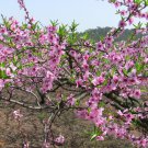 Prunus Persica, Nectarine Peach Seed 50 PCS, Qian Ye Taohua