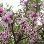 Prunus Persica, Nectarine Peach Seed 50 PCS, Qian Ye Taohua