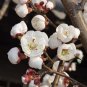 Prunus Persica, Nectarine Peach Seed 50 PCS, Qian Ye Taohua
