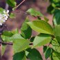 Prunus Padus, Bird Cherry Seed 200 PCS, Hackberry Chou Li