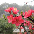 Prunus Mume, Plum Blossom Seed 300 PCS, Chinese Plum Mei Hua