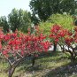 Prunus Mume, Plum Blossom Seed 300 PCS, Chinese Plum Mei Hua