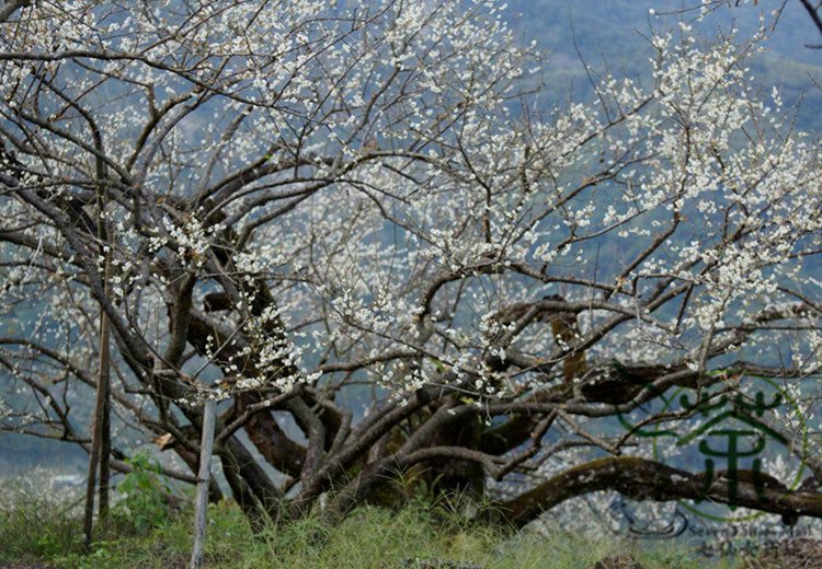 Prunus Mume Plum Blossom Seed 300 Pcs Chinese Plum Mei Hua