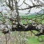 Prunus Mume, Plum Blossom Seed 300 PCS, Chinese Plum Mei Hua