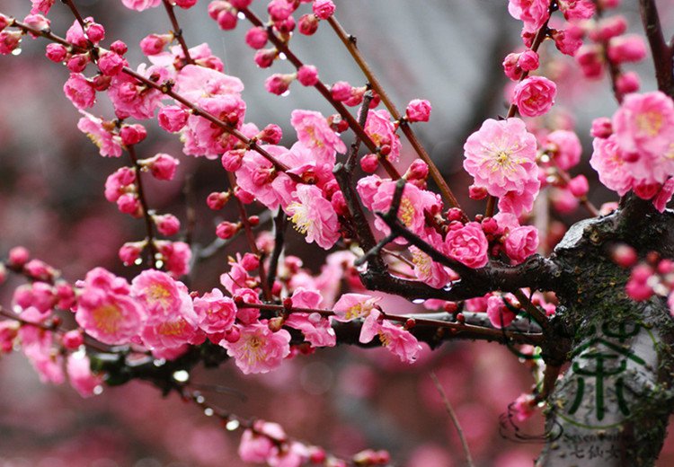 Prunus Mume, Plum Blossom Seed 300 PCS, Chinese Plum Mei Hua