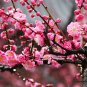 Prunus Mume, Plum Blossom Seed 300 PCS, Chinese Plum Mei Hua