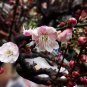 Prunus Mume, Plum Blossom Seed 300 PCS, Chinese Plum Mei Hua
