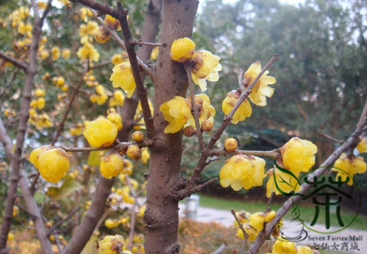 Prunus Mume Plum Blossom Seed 300 Pcs Chinese Plum Mei Hua