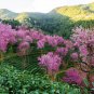 Prunus Cerasoides, Wild Himalayan Cherry Seed 300 PCS, Dong Yinghua