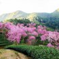 Prunus Cerasoides, Wild Himalayan Cherry Seed 300 PCS, Dong Yinghua
