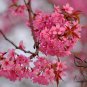 Prunus Cerasoides, Wild Himalayan Cherry Seed 300 PCS, Dong Yinghua