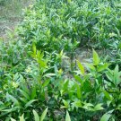 Podocarpus Nagi, Nageia Nagi Seed 200 PCS, Asian Bayberry Zhu Bai