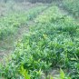 Podocarpus Nagi, Nageia Nagi Seed 200 PCS, Asian Bayberry Zhu Bai
