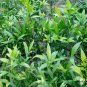 Podocarpus Nagi, Nageia Nagi Seed 200 PCS, Asian Bayberry Zhu Bai