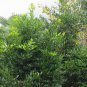 Podocarpus Nagi, Nageia Nagi Seed 200 PCS, Asian Bayberry Zhu Bai