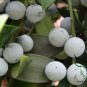 Podocarpus Nagi, Nageia Nagi Seed 200 PCS, Asian Bayberry Zhu Bai