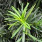 Podocarpus Macrophyllus, Yew Plum Pine Seed 200 PCS, Luo Han Song