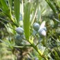 Podocarpus Macrophyllus, Yew Plum Pine Seed 200 PCS, Luo Han Song