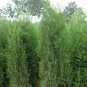 Platycladus Orientalis, Chinese Arborvitae Seed 1000 PCS, Oriental Thuja Ce Bai