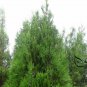 Platycladus Orientalis, Chinese Arborvitae Seed 1000 PCS, Oriental Thuja Ce Bai