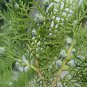 Platycladus Orientalis, Chinese Arborvitae Seed 1000 PCS, Oriental Thuja Ce Bai