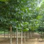 Platanus Orientalis, Oriental Plane Seed 500 PCS, Faguo Wutong