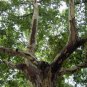 Platanus Orientalis, Oriental Plane Seed 500 PCS, Faguo Wutong