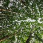 Platanus Orientalis, Oriental Plane Seed 500 PCS, Faguo Wutong