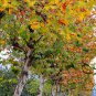 Platanus Orientalis, Oriental Plane Seed 500 PCS, Faguo Wutong