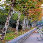 Platanus Orientalis, Oriental Plane Seed 500 PCS, Faguo Wutong
