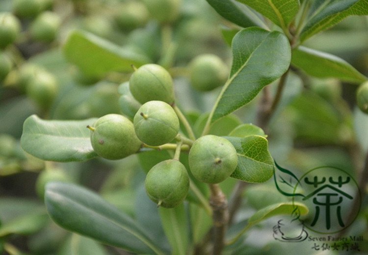 Pittosporum Tobira, Japanese Pittosporum Seed 1000 PCS, Hai Tong