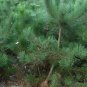 Pinus Thunbergii, Japanese Black Pine Seed 1000 PCS, Black Pine Hei Song