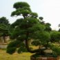 Pinus Thunbergii, Japanese Black Pine Seed 1000 PCS, Black Pine Hei Song